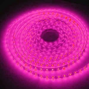 Rose Led Strip 12V 5 Meters TIGHT